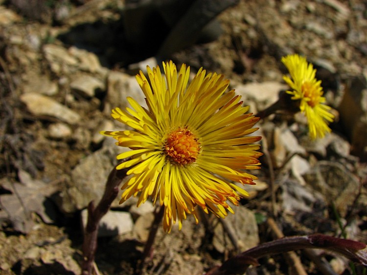 Fonds d'cran Nature Fleurs Tussilage 2010