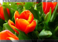 Wallpapers Nature Tulipes