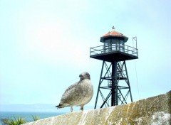 Wallpapers Animals Mouette d'Alcatraz