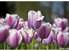 Fonds d'cran Nature Tulipes 01