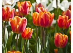 Fonds d'cran Nature Tulipes 02