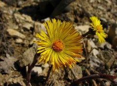 Fonds d'cran Nature Tussilage 2010