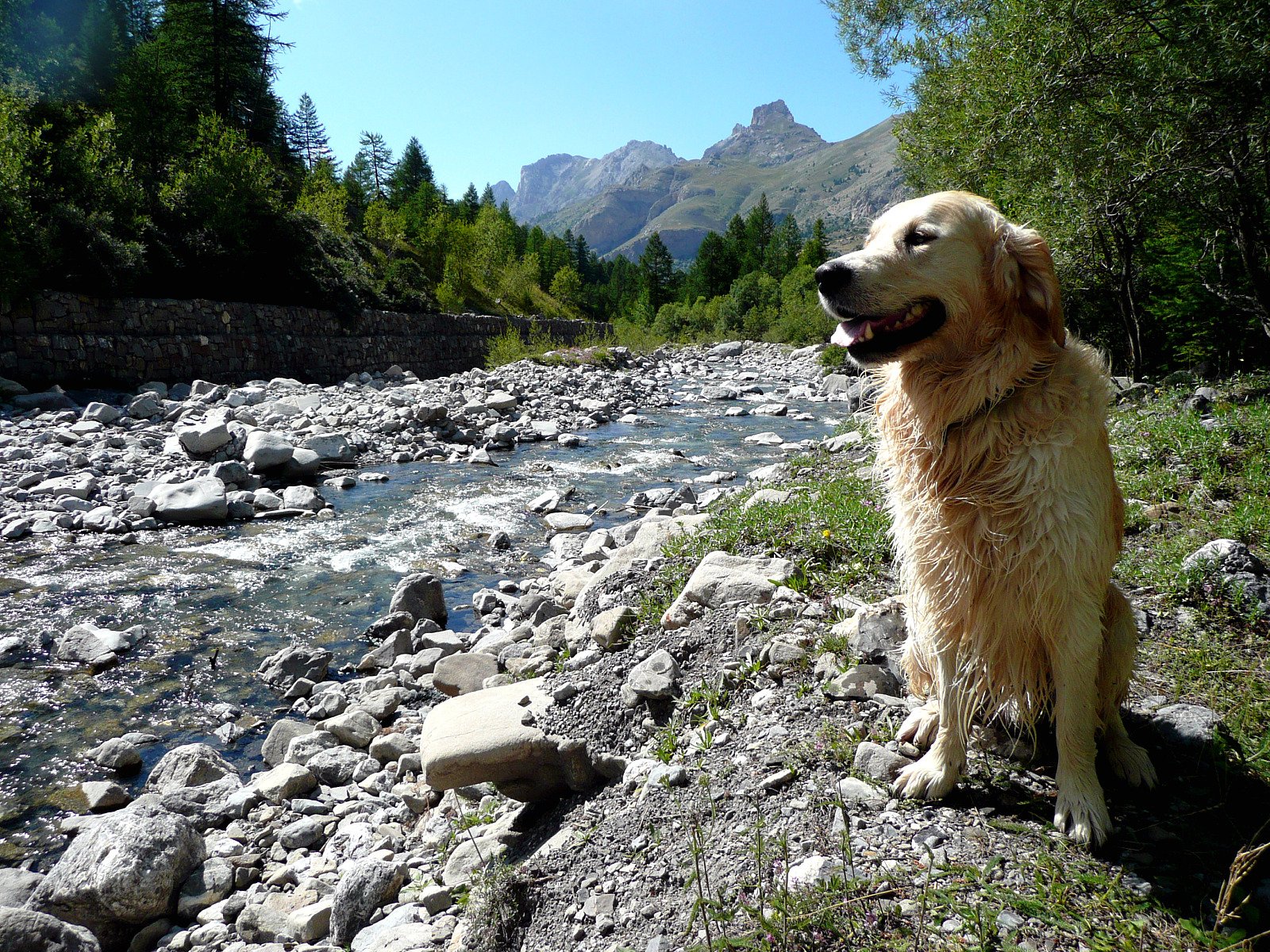 Fonds d'cran Animaux Chiens Bill