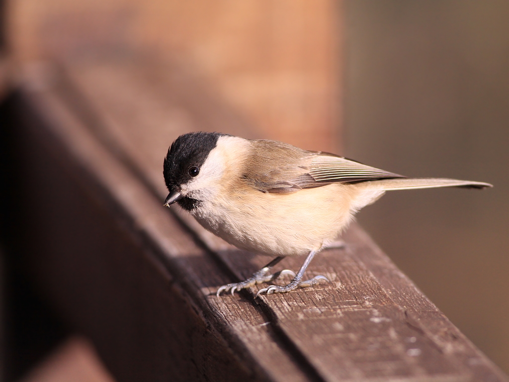 Fonds d'cran Animaux Oiseaux - Passereaux Msange borale / Poecile montanus