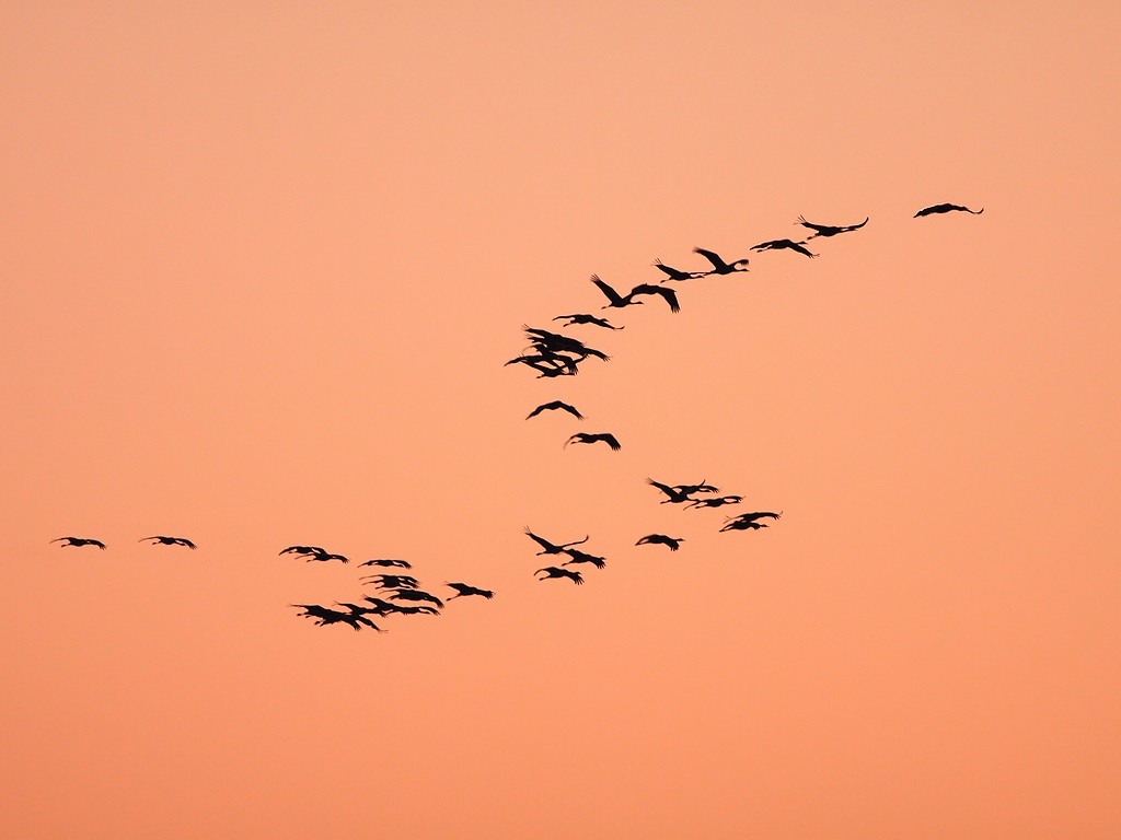 Wallpapers Animals Birds - Cranes Grue cendre / Grus grus