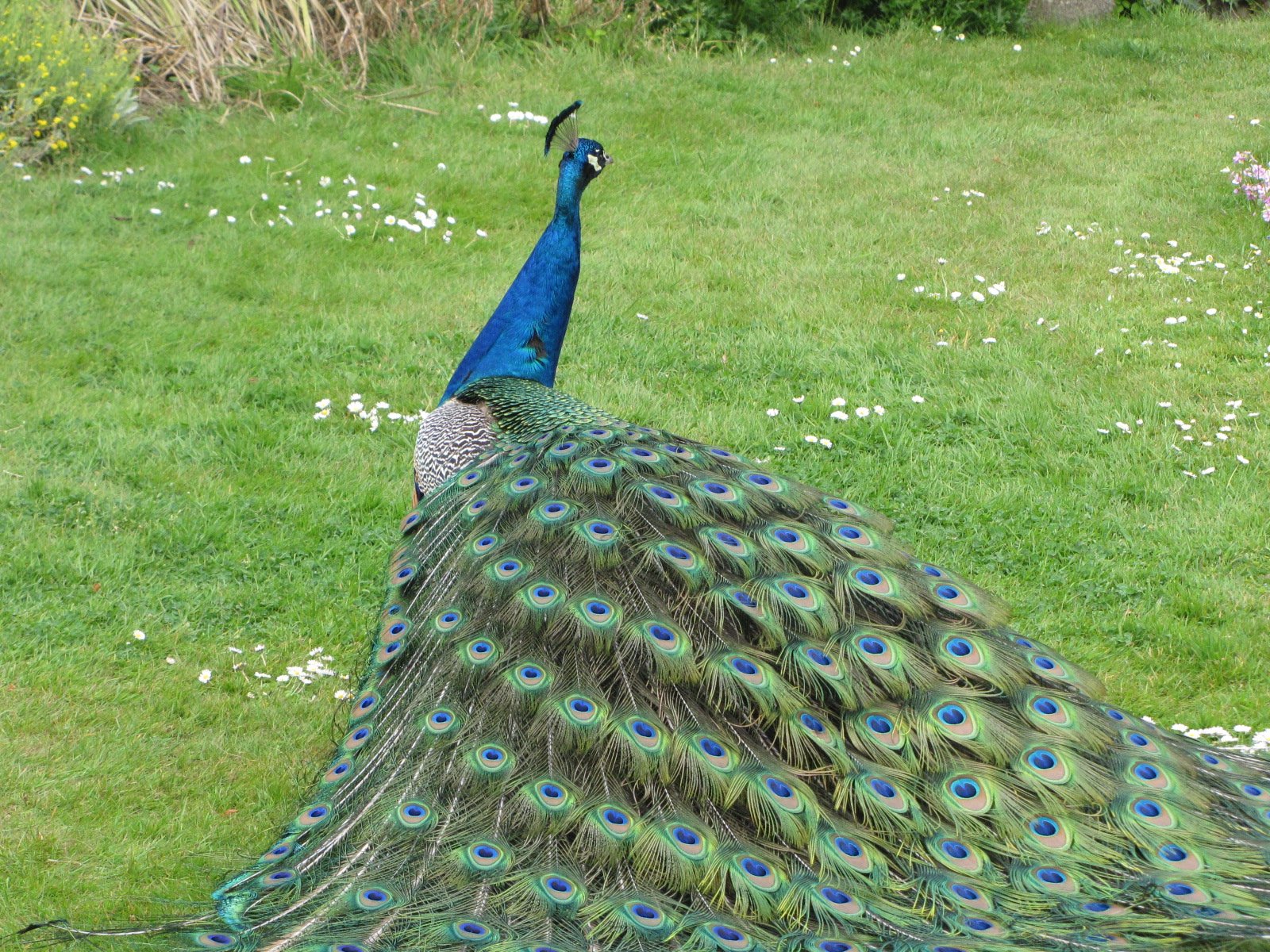 Fonds d'cran Animaux Oiseaux - Paons 