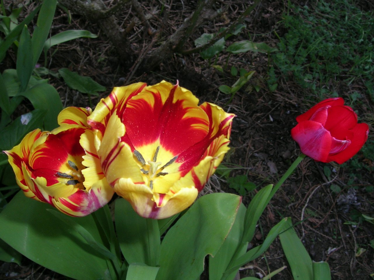 Fonds d'cran Nature Fleurs 