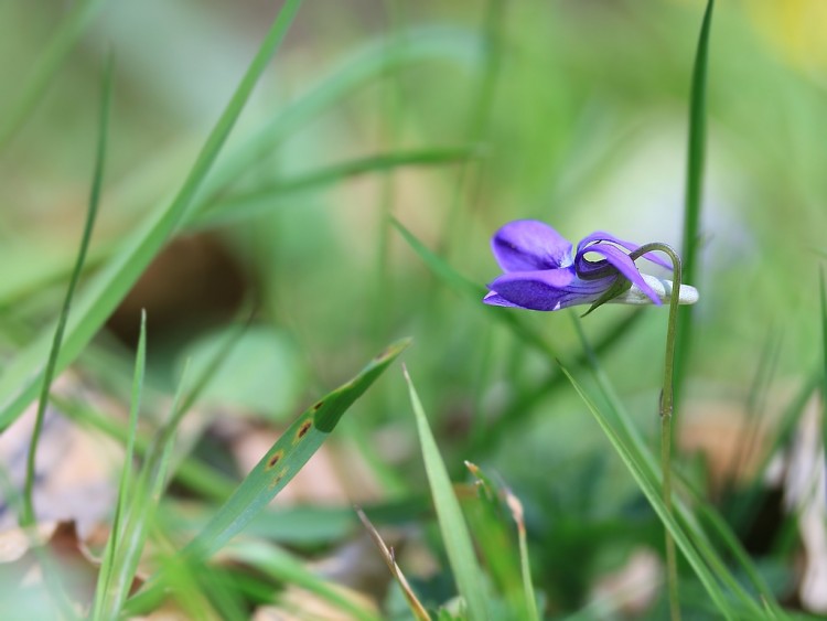 Fonds d'cran Nature Fleurs Viola riviniana Rchb. [2010] (Violette de Rivin)