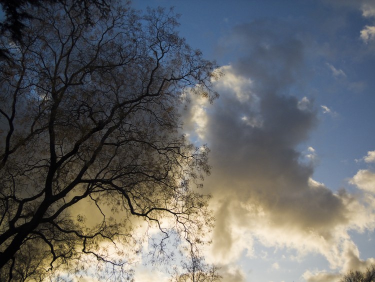 Fonds d'cran Nature Arbres - Forts lumire du soir