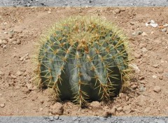 Fonds d'cran Nature Cactus