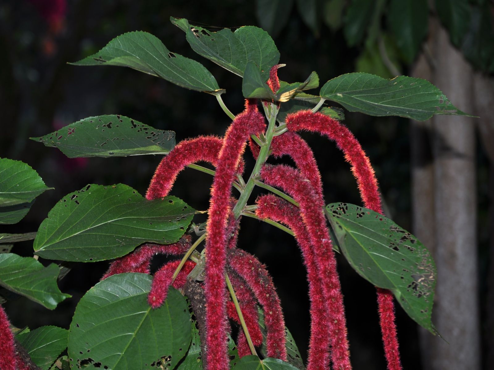 Fonds d'cran Nature Fleurs 