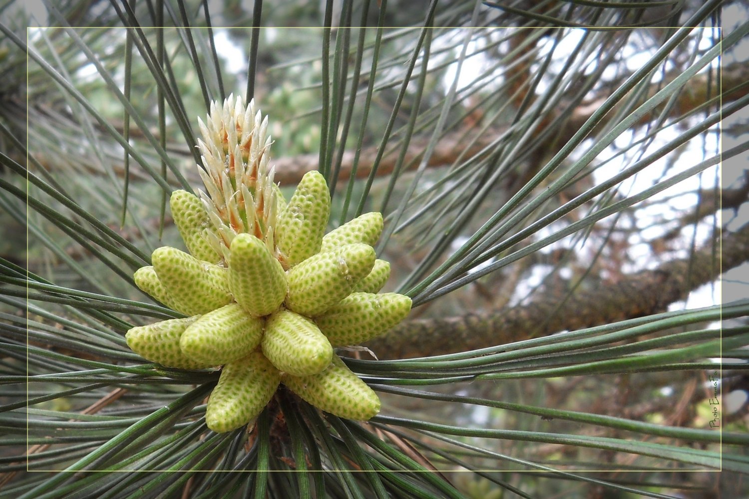 Fonds d'cran Nature Arbres - Forts 