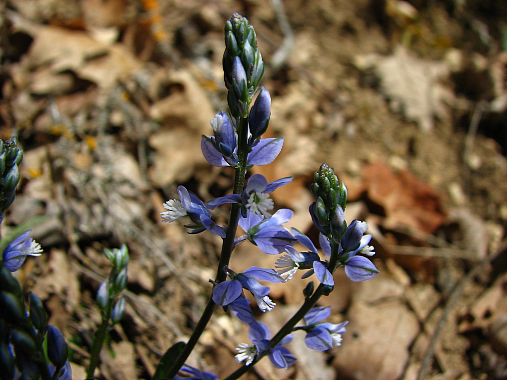 Fonds d'cran Nature Fleurs Polygala vulgaris