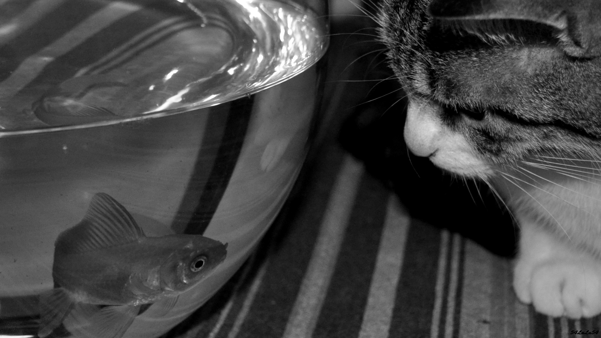 Fonds d'cran Animaux Chats - Chatons CHAT POISSON ...