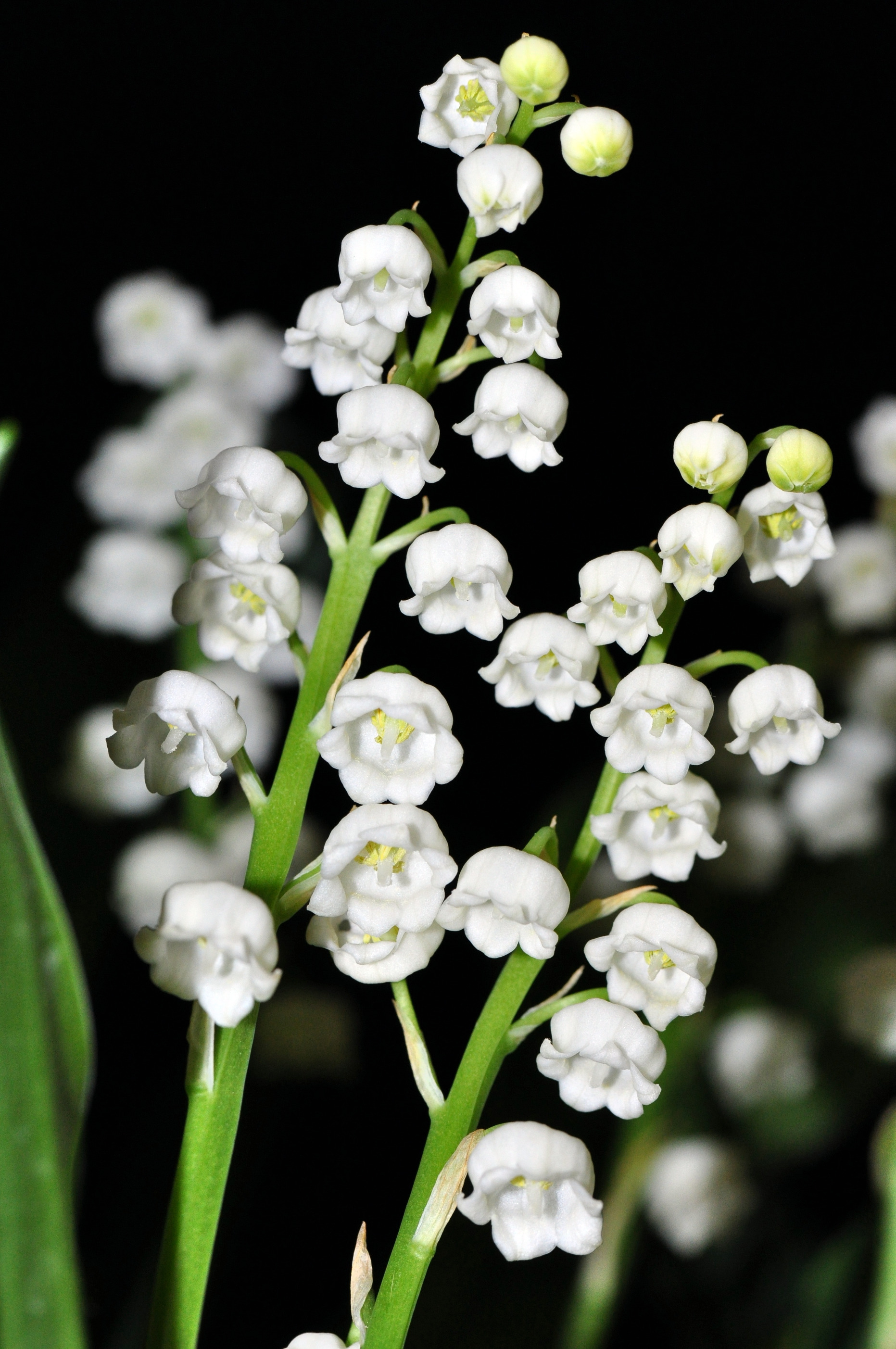 Wallpapers Nature Flowers brin de muguet