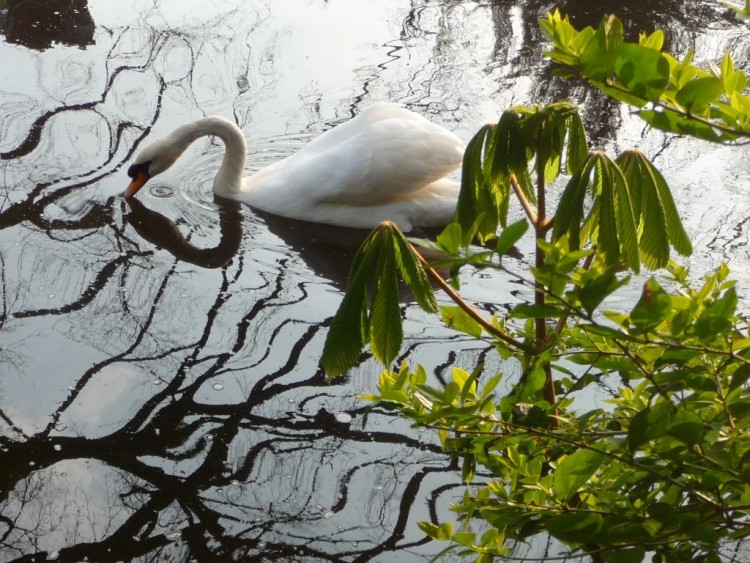 Wallpapers Animals Birds - Swans En zig zag