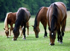 Fonds d'cran Animaux Chevaux