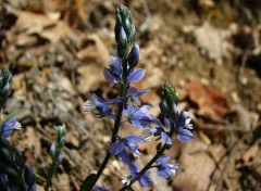 Fonds d'cran Nature Polygala vulgaris