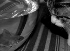 Fonds d'cran Animaux CHAT POISSON ...