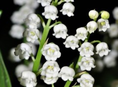 Fonds d'cran Nature brin de muguet