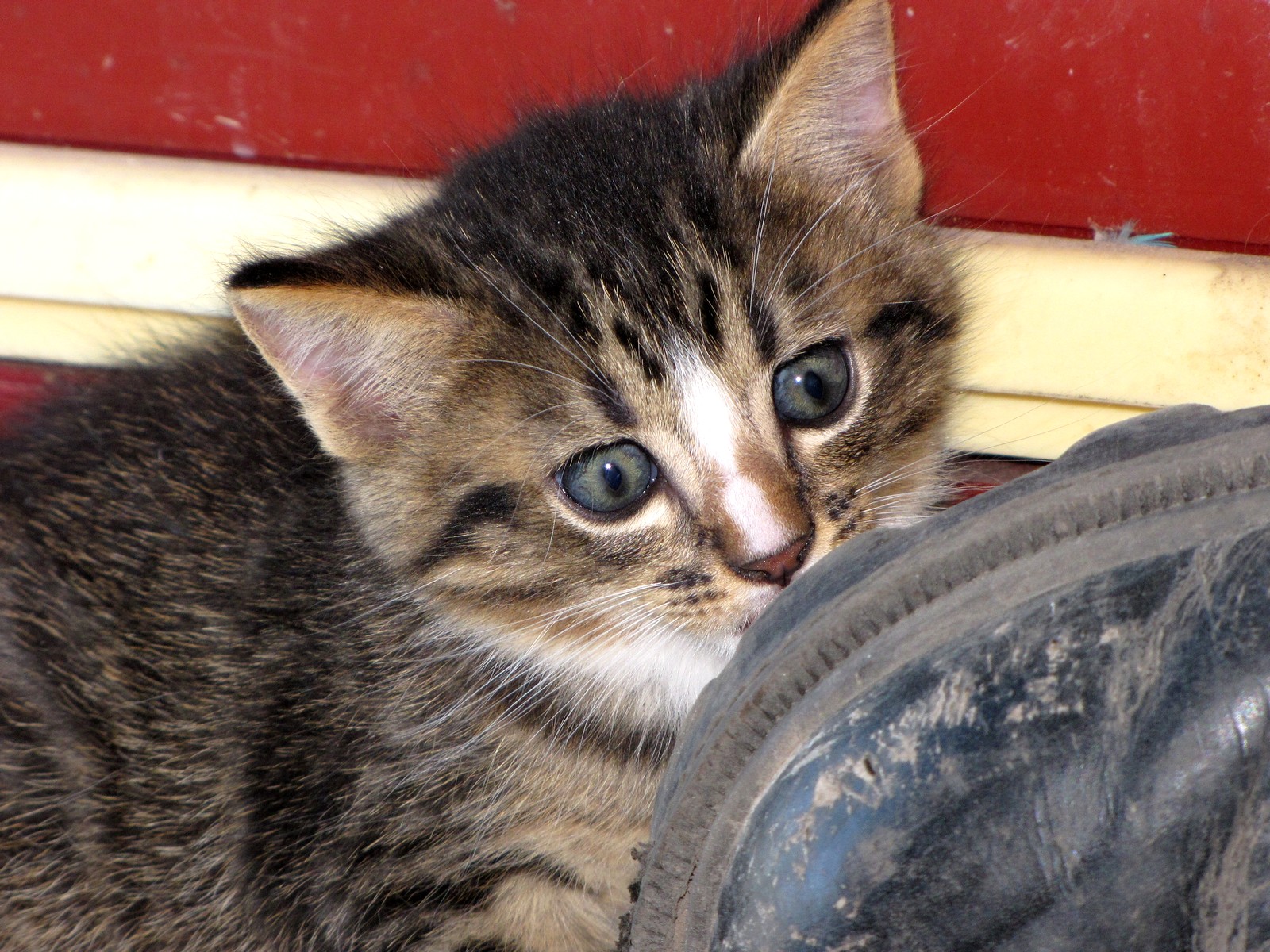 Fonds d'cran Animaux Chats - Chatons 