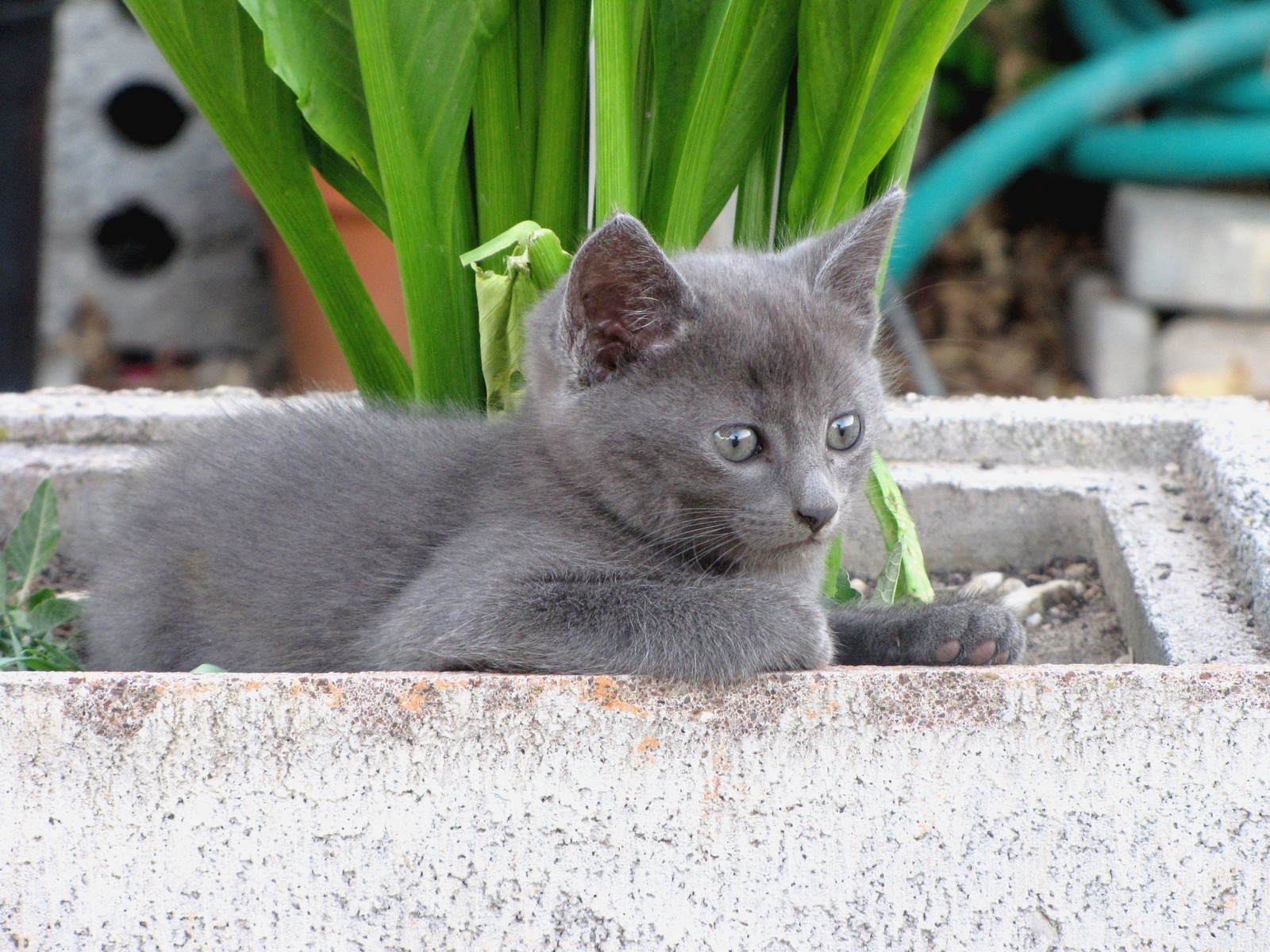 Fonds d'cran Animaux Chats - Chatons 