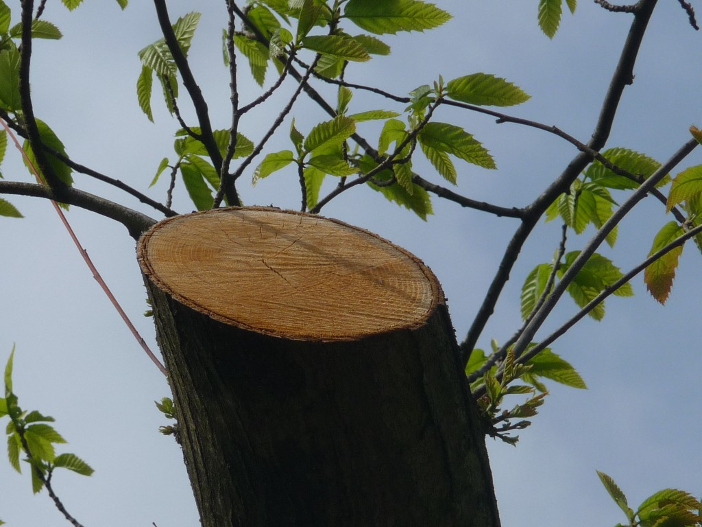 Fonds d'cran Nature Arbres - Forts Une tranche de vie