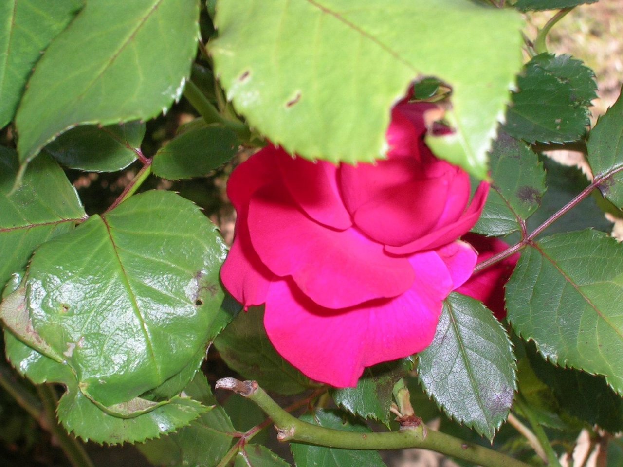 Fonds d'cran Nature Fleurs 