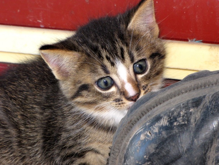 Fonds d'cran Animaux Chats - Chatons Wallpaper N260622