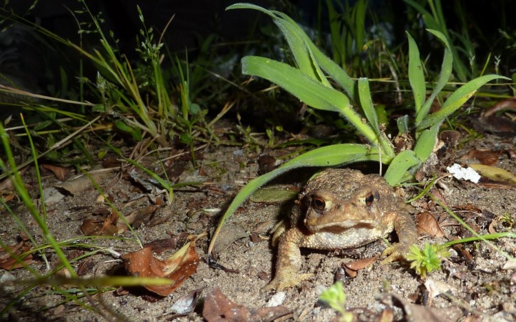 Wallpapers Animals Frogs - Toads monstre?