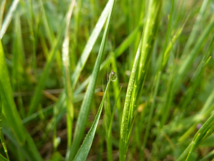 Wallpapers Nature Herbs goutte d'eau