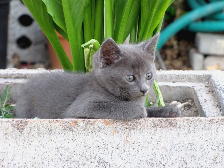 Fonds d'cran Animaux Chats - Chatons Wallpaper N260660