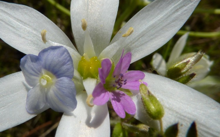 Fonds d'cran Nature Fleurs composition