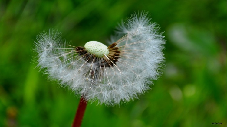 Fonds d'cran Nature Fleurs fleur picenli