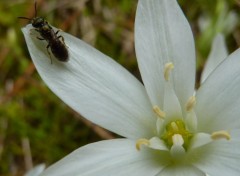 Wallpapers Nature fleur et insecte