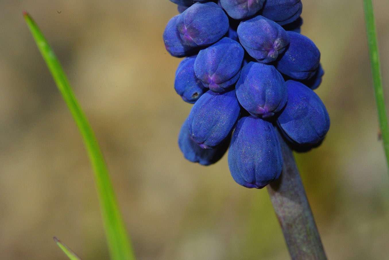 Wallpapers Nature Flowers Muscaris