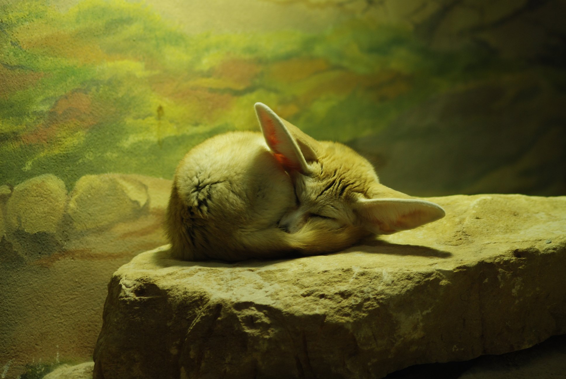 Fonds d'cran Animaux Divers Fennec