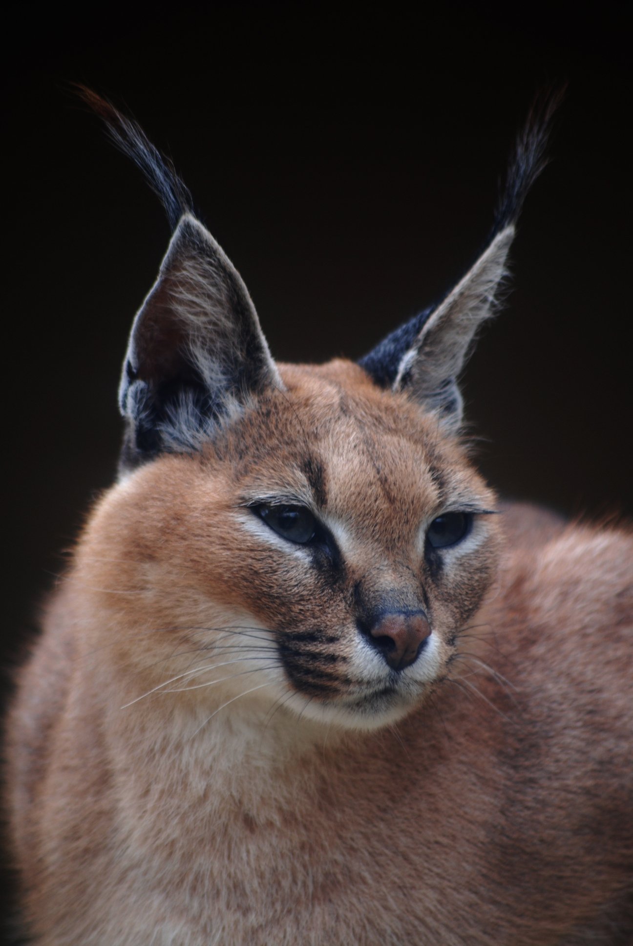 Fonds d'cran Animaux Flins - Lynxs Lynx