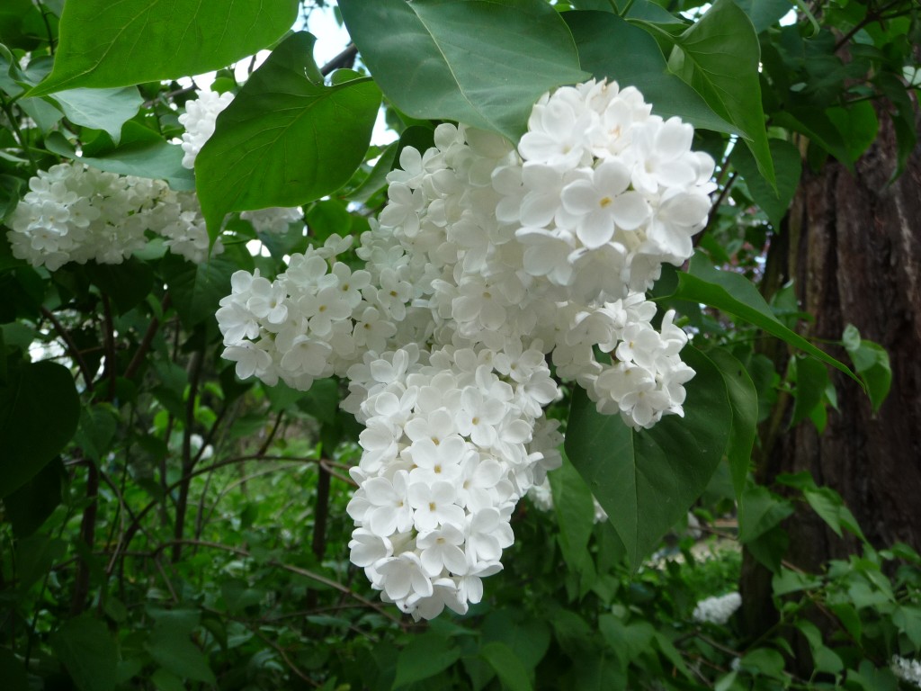 Fonds d'cran Nature Fleurs La porte des lilas