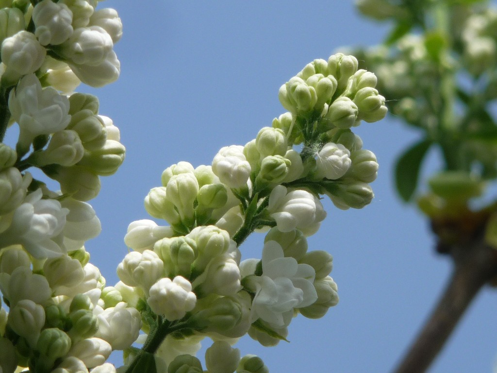 Wallpapers Nature Flowers Un bb lilas