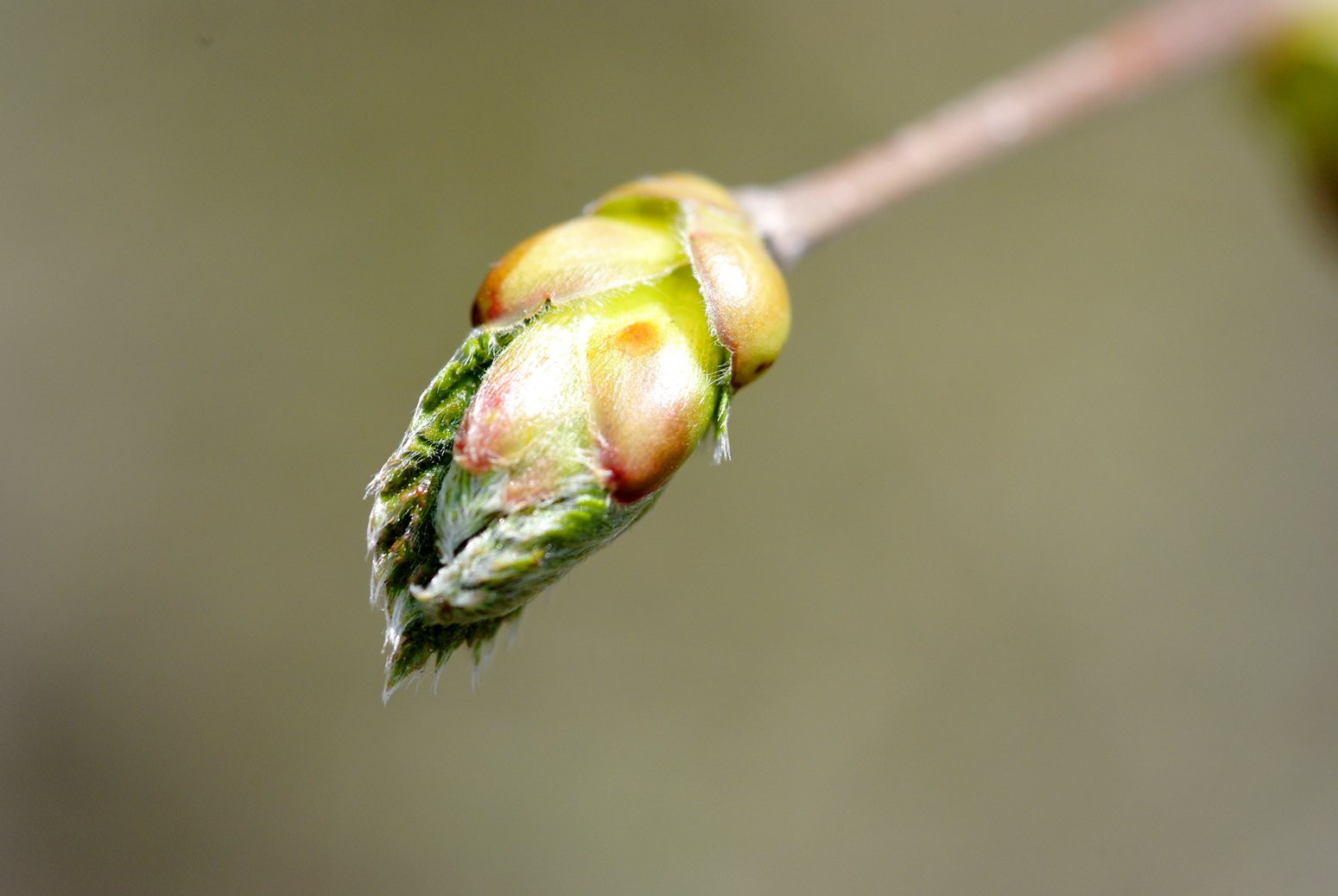 Fonds d'cran Nature Bourgeons bourgeon