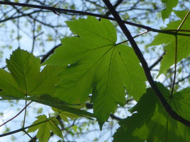 Fonds d'cran Nature Feuilles - Feuillages Une adorable feuille