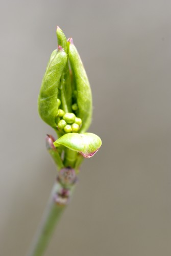 Wallpapers Nature Buds Bourgeon