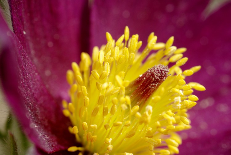 Fonds d'cran Nature Fleurs Pulsatille