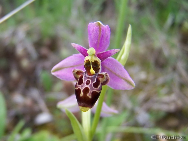 Fonds d'cran Nature Fleurs Ophrys scolopax