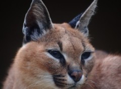 Fonds d'cran Animaux Lynx