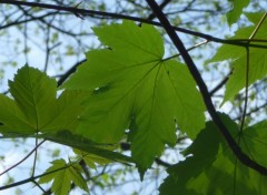 Fonds d'cran Nature Une adorable feuille