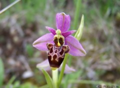 Wallpapers Nature Ophrys scolopax