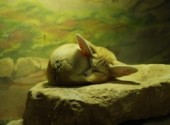 Wallpapers Animals Fennec