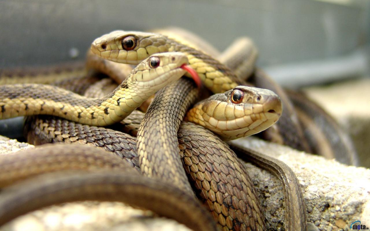 Wallpapers Animals Snakes Le snake 2